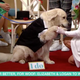 Illustration for article titled A woman married her dog on live TV, but its fun and not creepy, we think?